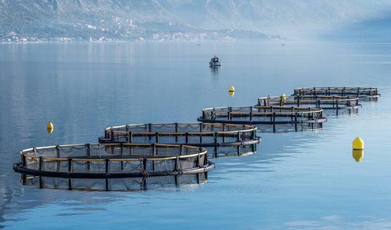 Wild Catch Fish Handling Systems: Efficient, Sustainable, and High ...